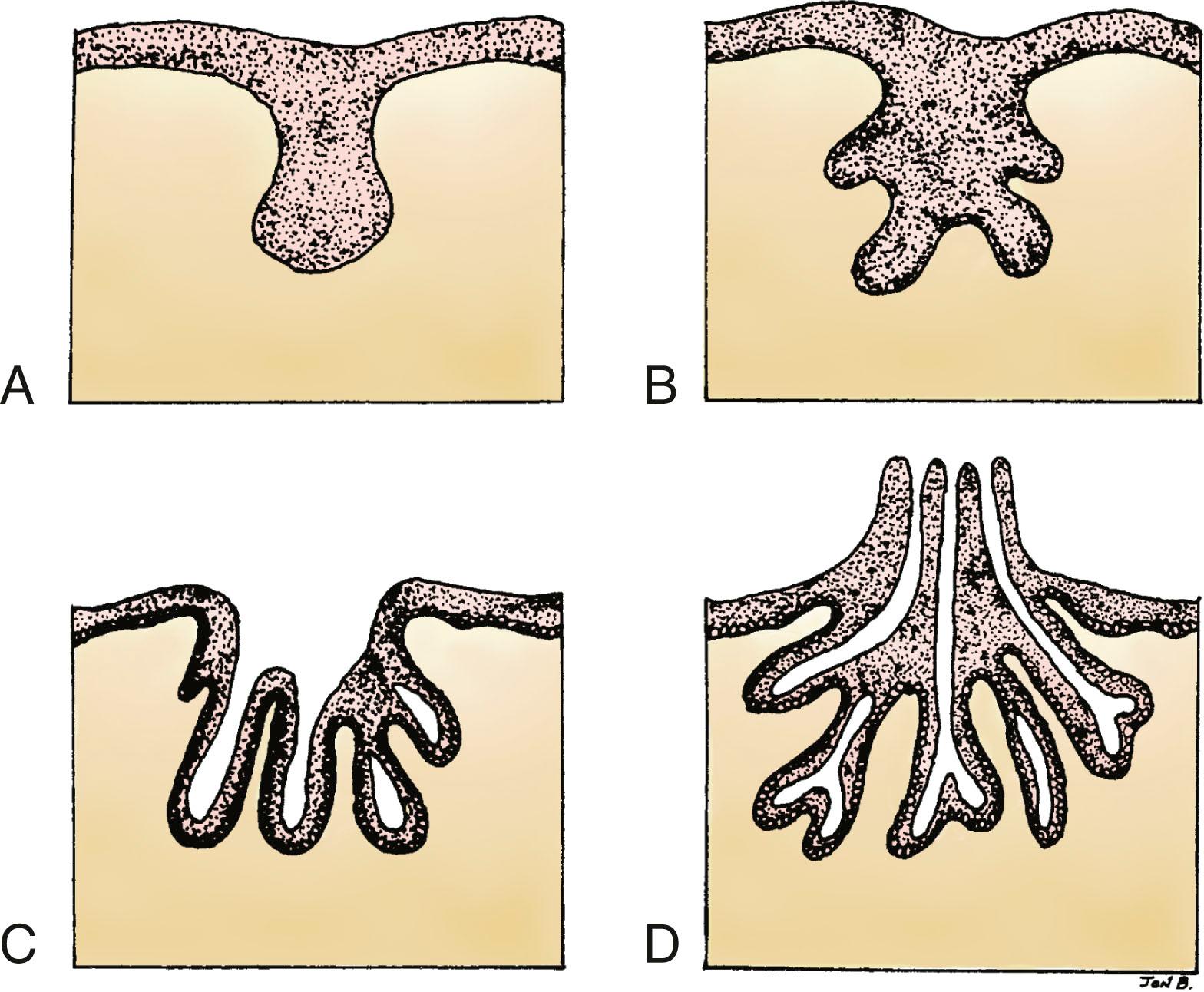 Fig. 5.3, Sections through evolutionary development and growth of the mammary bud. (A–C) Similar sections showing the developing gland at successive stages between the 12th week and birth. The mammary pit develops, and major lactiferous ducts are present at the end of gestation. (D) A similar section showing the elevation of the mammary pit by proliferation of the underlying connective tissue forming the nipple soon after birth.