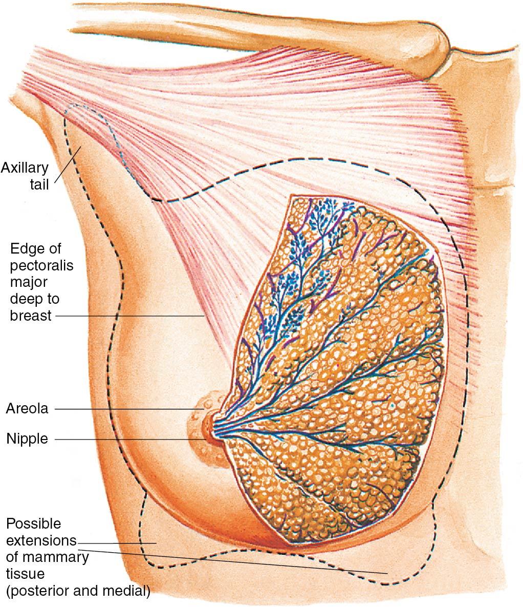 Fig. 15.2, The structures of the breast.