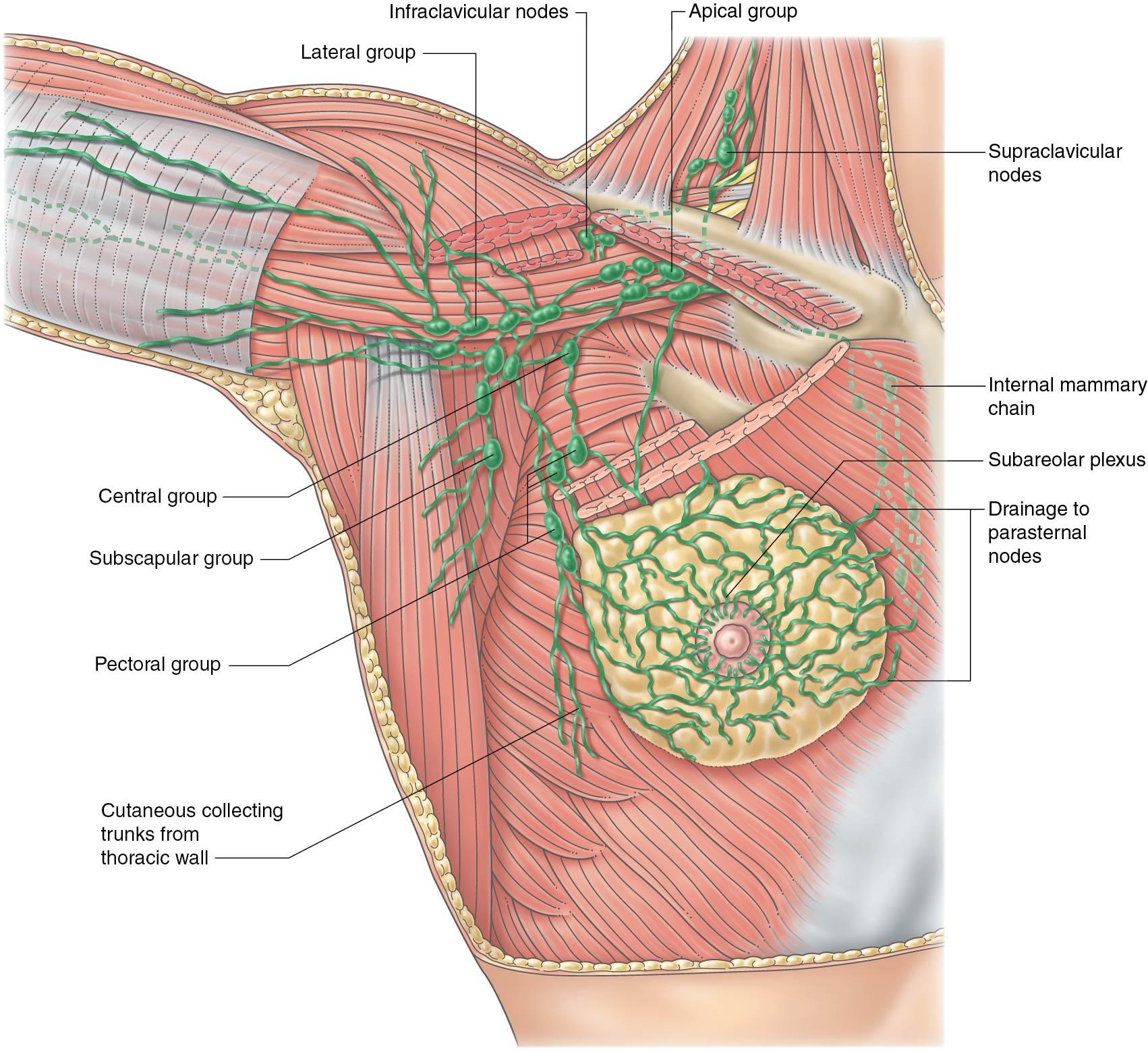 Fig. 15.4, Lymph vessels of the breast and axillary lymph nodes.