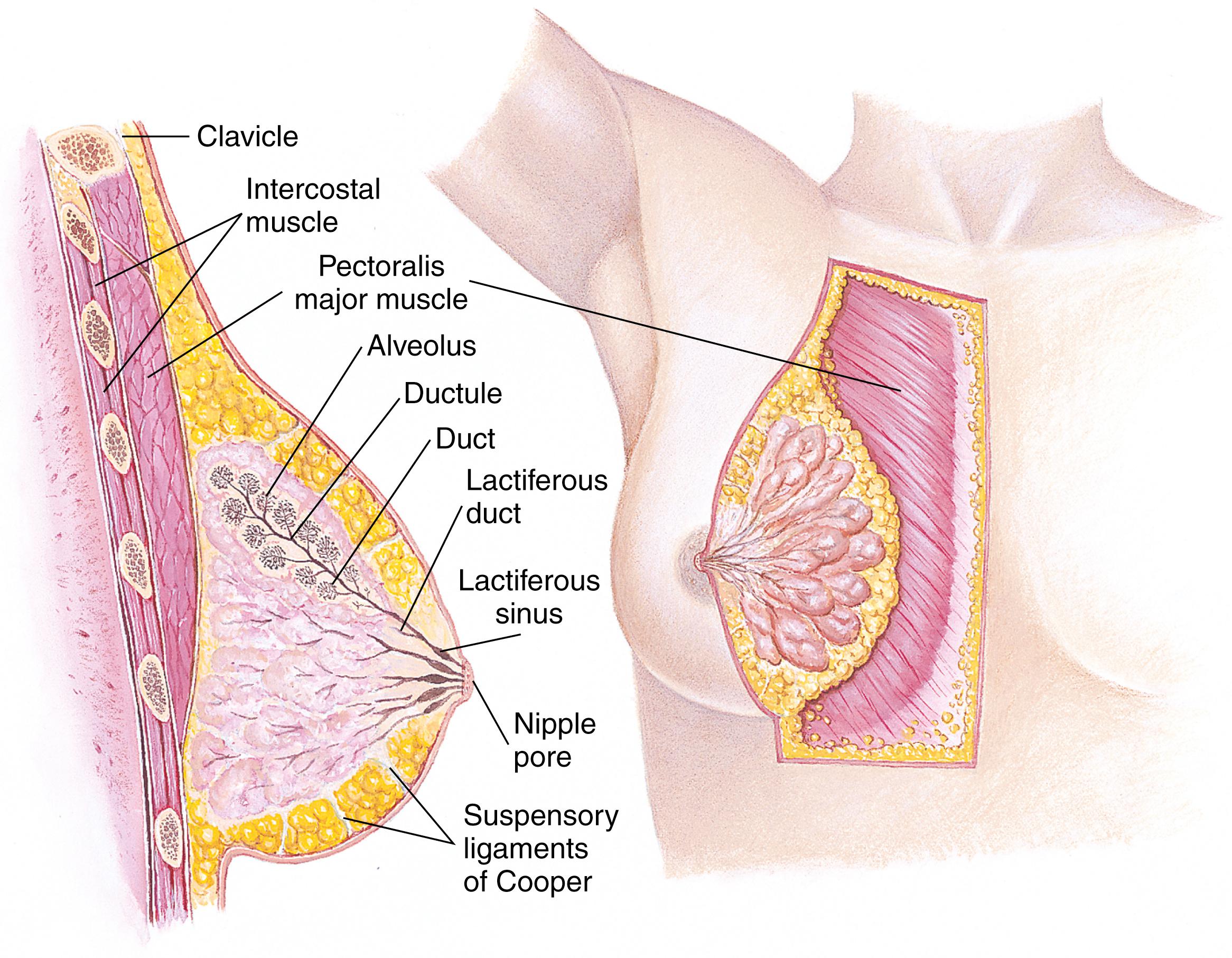 FIG. 17.1, Anatomy of the breast showing position and major structures.