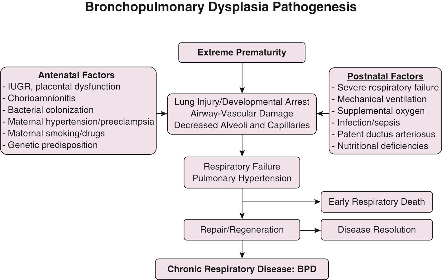 Fig. 69.3, Algorithm for pathogenesis of bronchopulmonary dysplasia. IUGR, Intrauterine growth restriction.