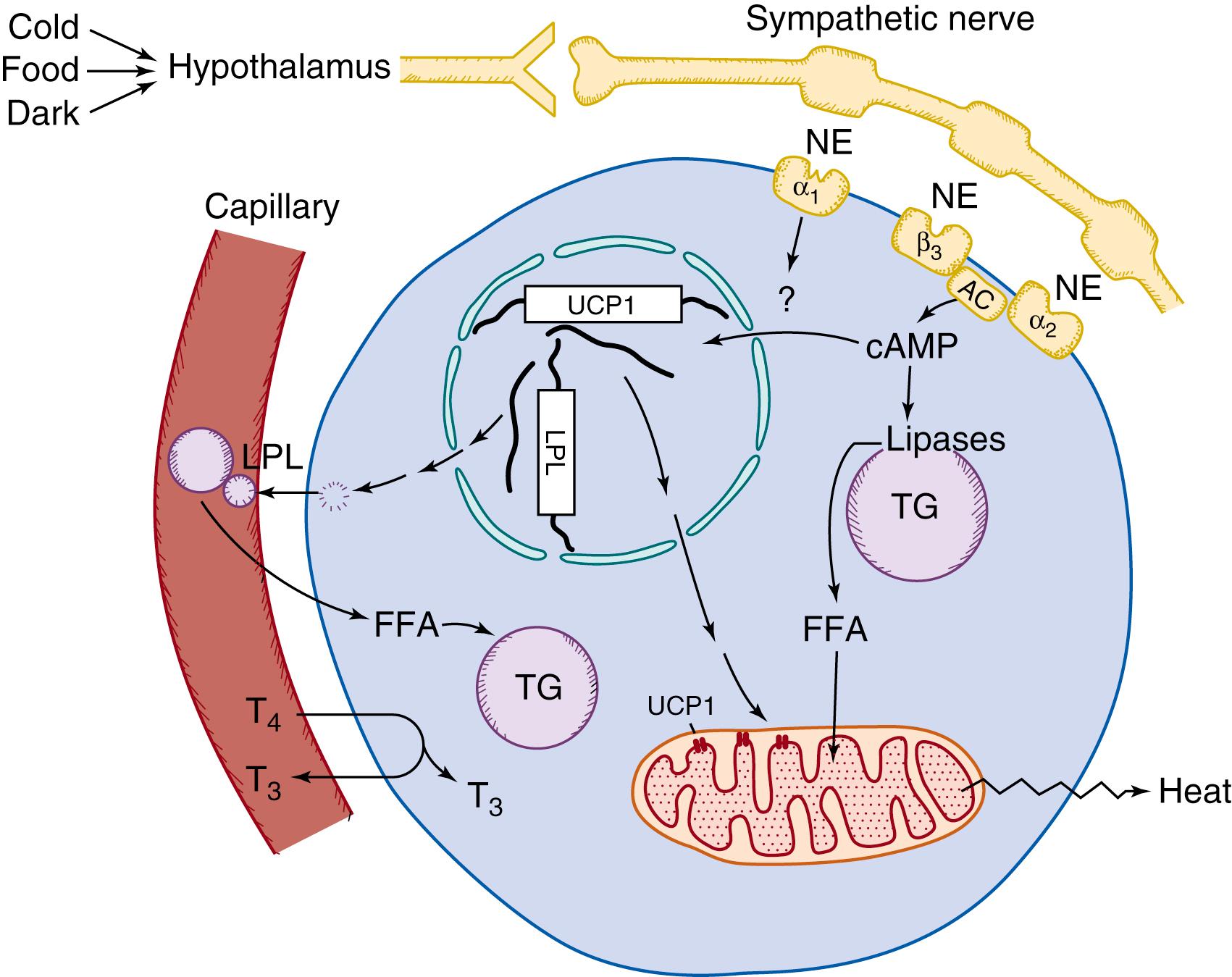 Fig. 32.1, Function of the brown fat cell: an overview. When postnatal cold is perceived, the sympathetic nervous system is activated. Norepinephrine (NE) released interacts with adrenergic receptors, leading to release of fatty acids, which undergo combustion in the mitochondria. This combustion is possible as a result of the presence of uncoupling protein-1 (UCP1) . Further substrate is provided by the action of lipoprotein lipase (LPL) . Brown adipose tissue also may produce triiodothyronine (T 3 ) from thyroxine (T 4 ) , leading to local and systemic effects. Dietary factors and darkness also activate centers in the hypothalamus in a manner analogous to that of norepinephrine. AC, Adenylyl cyclase; cAMP, cyclic adenosine monophosphate; FFAs, free fatty acids; HSL, hormone-sensitive lipase; TG, triglycerides.