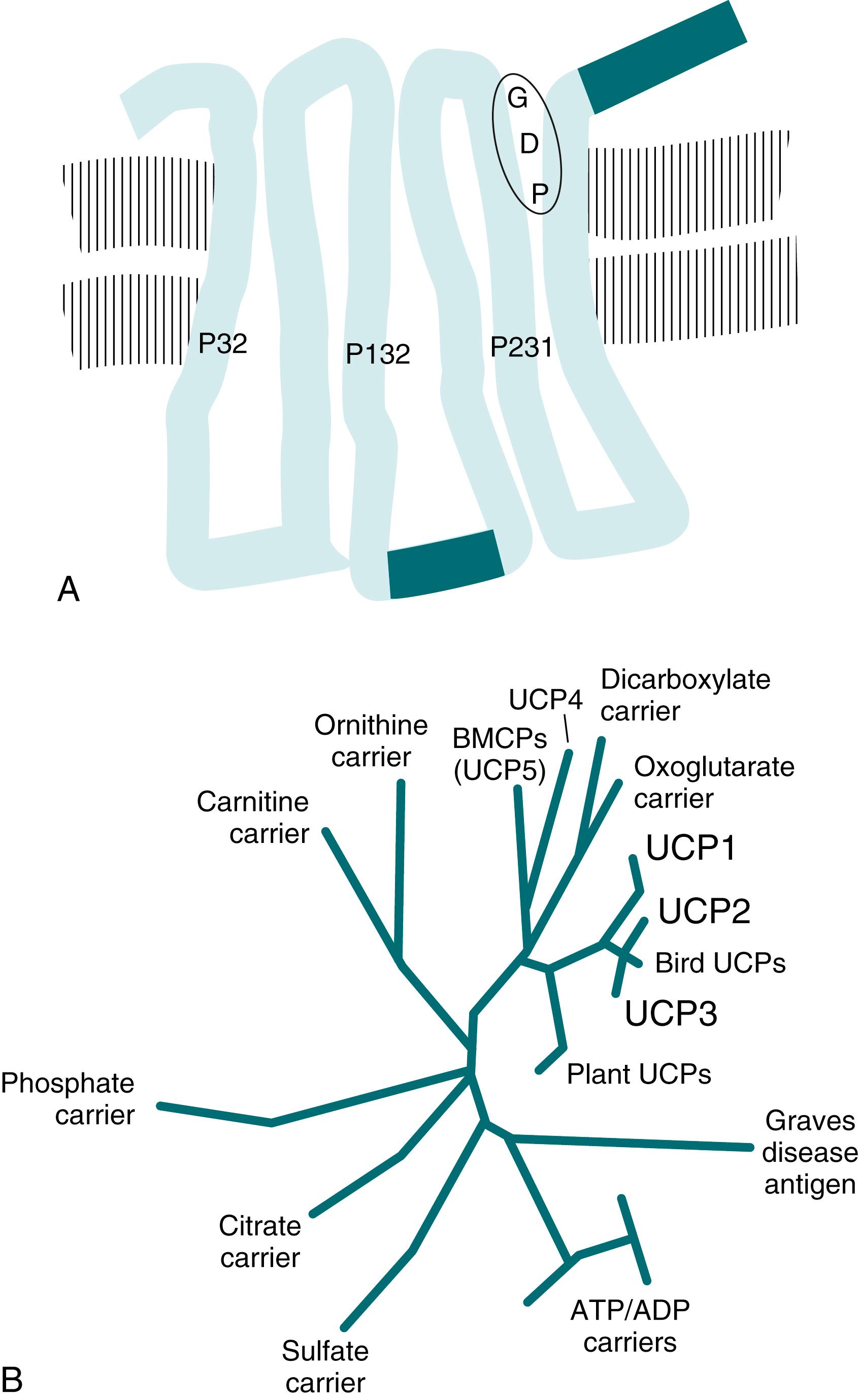 Fig. 32.2, (A) Suggested structure of uncoupling protein-1 (UCP1) . The tripartite transmembrane structure is common to members of the mitochondrial carrier protein superfamily. P32, P132, and P231 indicate proline residues conserved among all family members, and GDP denotes the general area in which nucleotide binding occurs. (B) Rootless dendrogram showing similarity between members of the mitochondrial carrier protein superfamily. ADP, Adenosine diphosphate; ATP, adenosine triphosphate; BMCPs, brain mitochondrial carrier proteins; GDP, guanosine diphosphate.