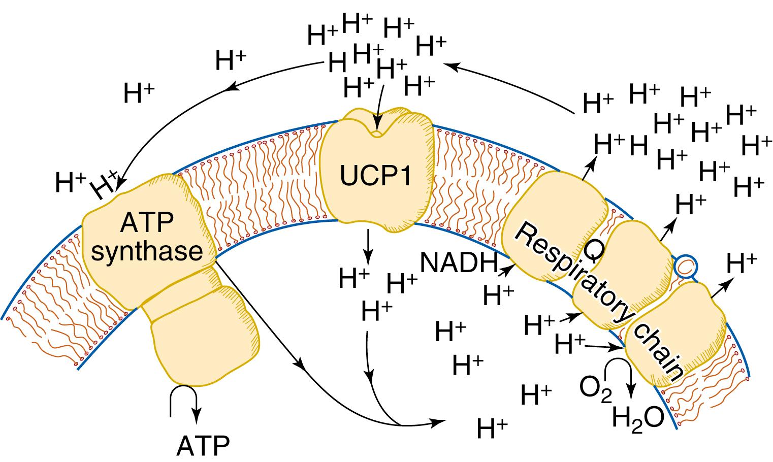 Fig. 32.3, Suggested function of uncoupling protein-1 (UCP1) in the brown fat cell. UCP1 functions as a regulated translocator of protons (or proton equivalents) through the mitochondrial membrane, thereby allowing dissipation of the proton gradient built up by the respiratory chain, as a consequence of the oxidation of substrate, such as nicotinamide adenine dinucleotide. Thus respiration can proceed unlimited by the turnover of adenosine triphosphate (ATP) .