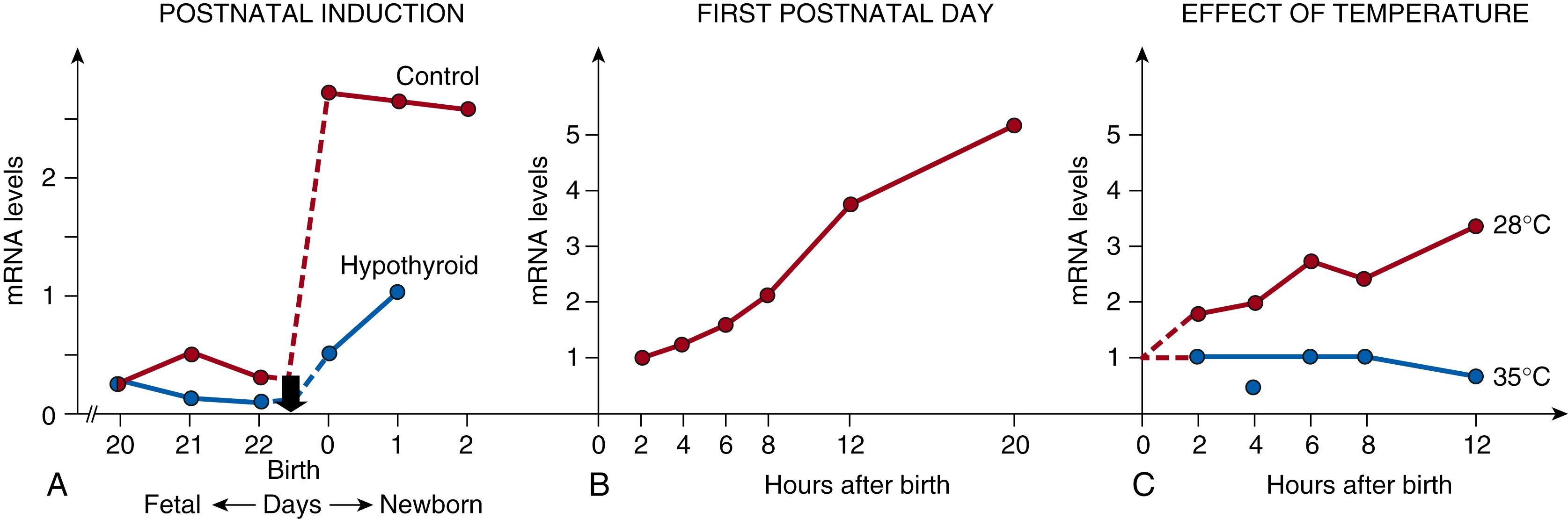 Fig. 32.4, Postnatal increase in uncoupling protein-1 (UCP1) messenger RNA (mRNA) . (A) Prenatal to postnatal transition; note the effect of hypothyroidism. (B) Time resolution of the first postnatal day. Pups remained with their dams. (C) Effect of temperature on the postnatal increase in UCP1 mRNA. Pups were exposed individually to the indicated environmental temperatures.