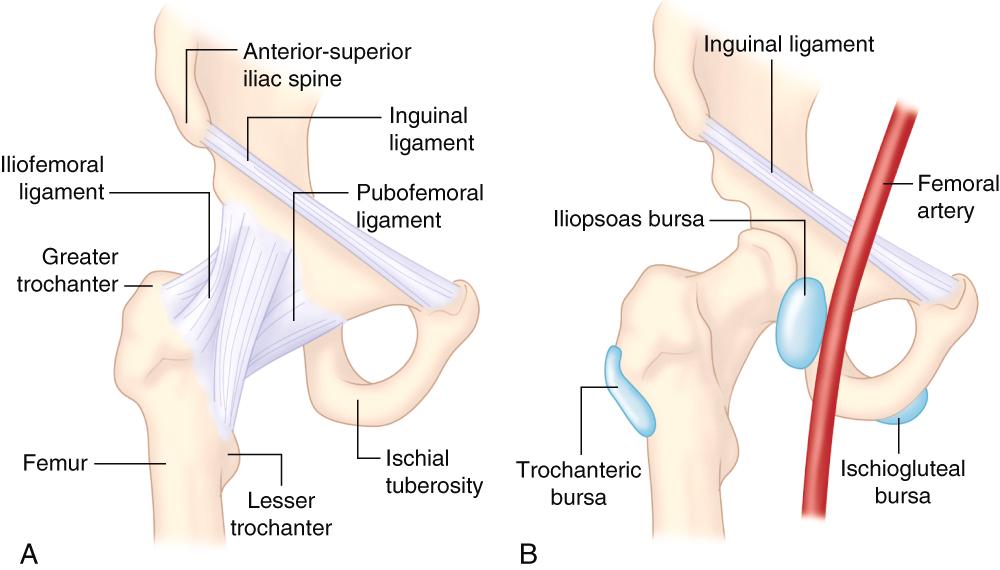 FIGURE 242-2, Musculoskeletal anatomy of the hip.