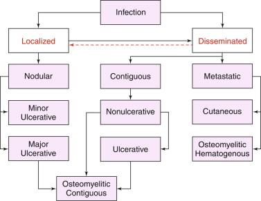 Figure 22-2, Proposed classification of forms of M. ulcerans disease, with possible pathways of development of the untreated disease, as indicated by the arrows. Disease is primarily divided into localized or disseminated (extensive) disease, with the latter comprising contiguous or metastatic forms. Metastases can go to distant cutaneous sites or spread hematogenously to bone. The dotted red arrow indicates that rarely, localized forms of the disease may develop in patients with disseminated BU infections.