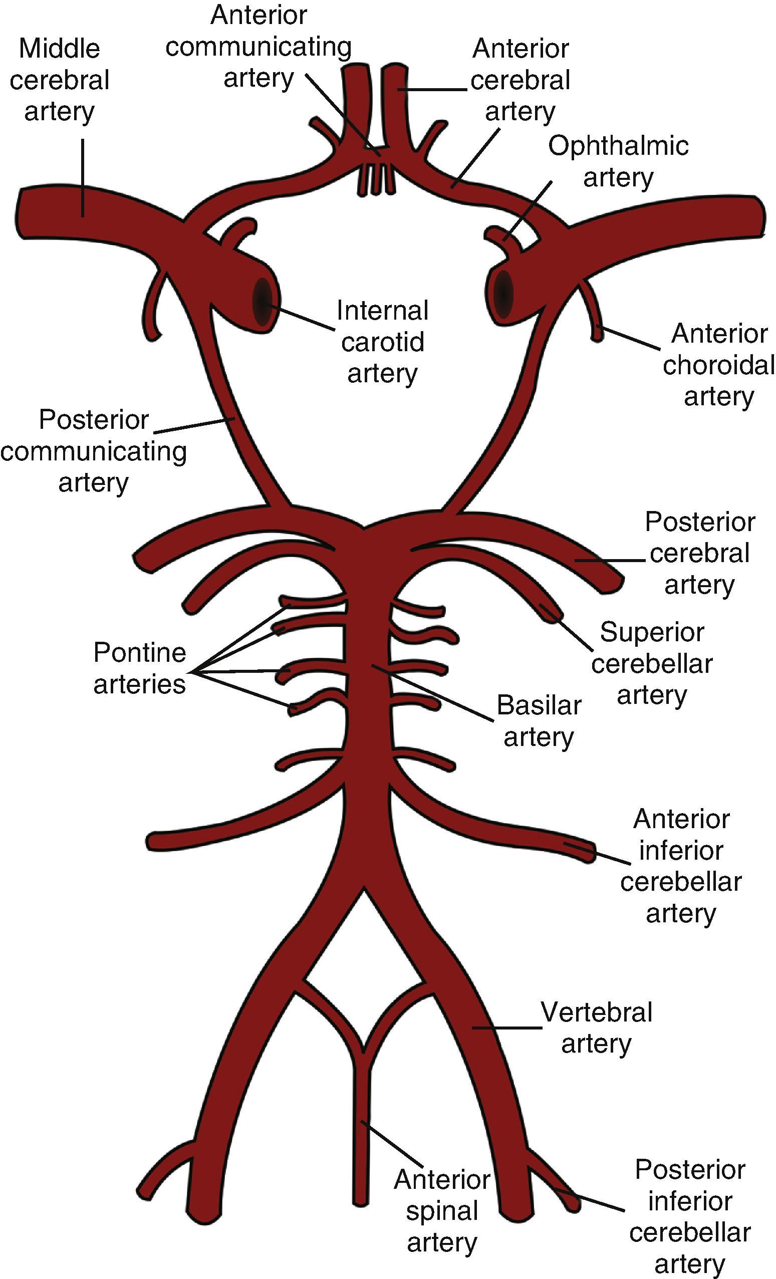 Fig. 30.1, Anatomy of the circle of Willis.