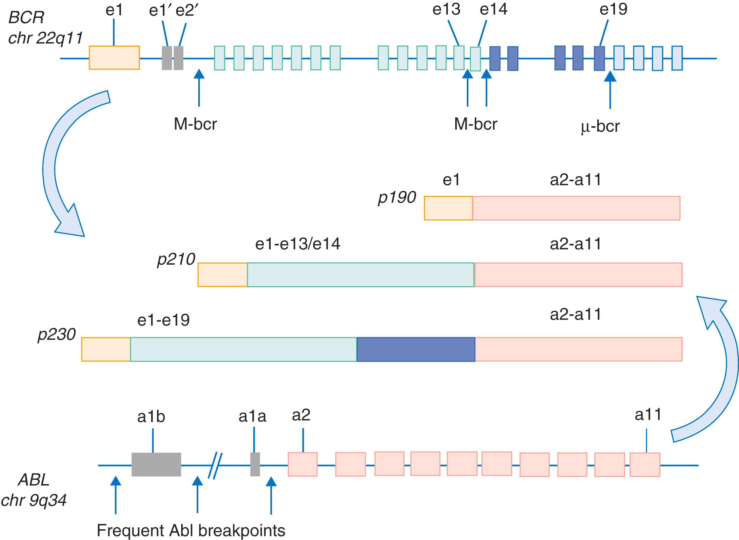 FIGURE 170-1, BCR and ABL gene breakpoints.