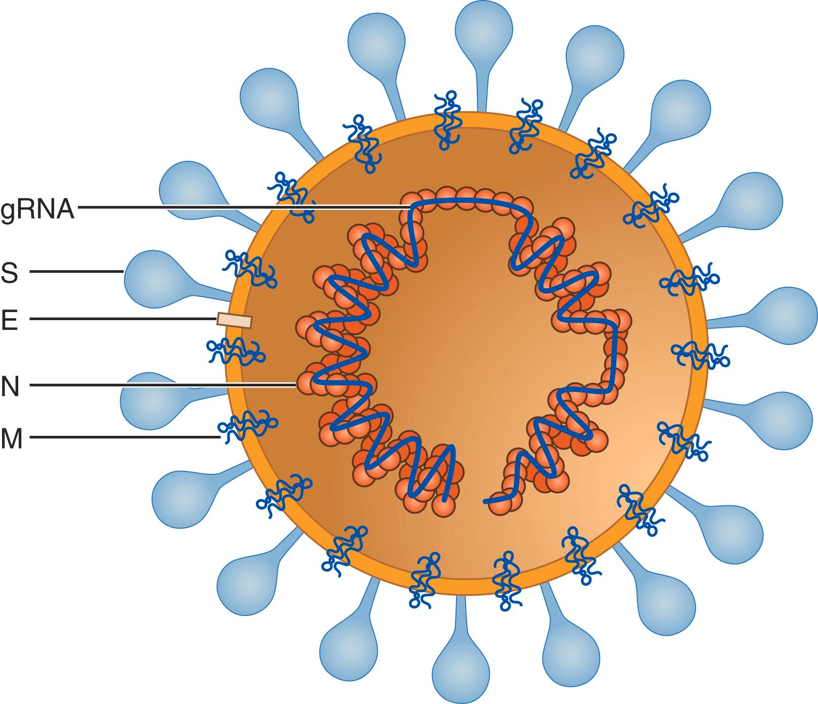 FIGURE 335-2, Schematic drawing of severe acute respiratory syndrome coronavirus-2 (SARS-CoV-2) viral particle.