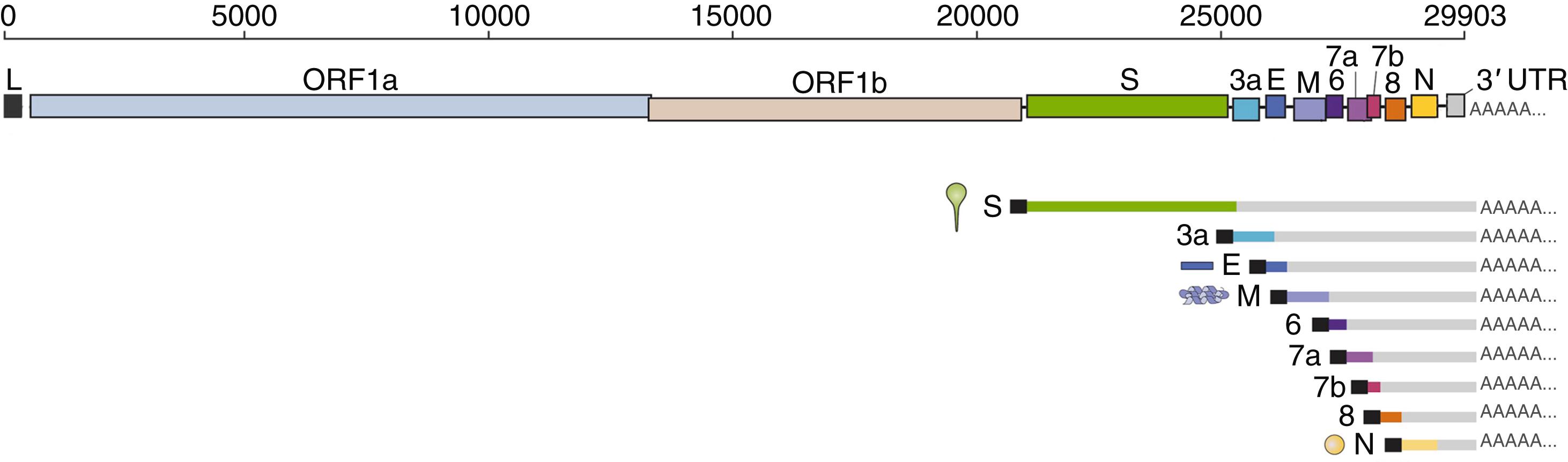 FIGURE 335-3, Open reading frames in the genome of severe acute respiratory syndrome coronavirus-2 (SARS-CoV-2).