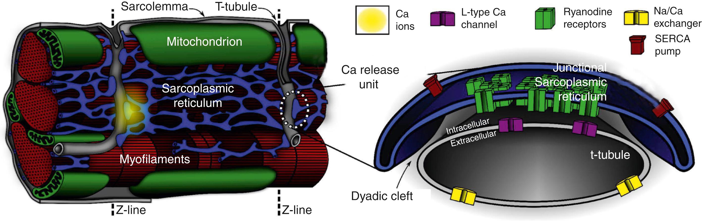 Fig. 32.1, Overview of structures involved in cardiac Ca 2+ handling and excitation-contraction coupling.