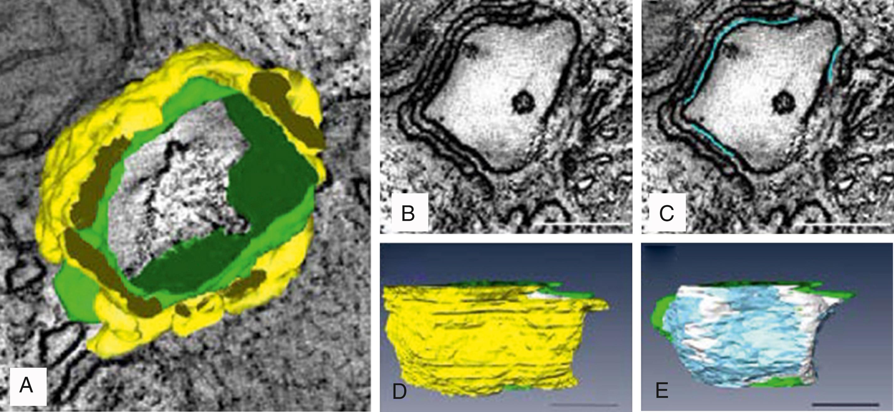 Fig. 32.2, Fine anatomy of dyadic clefts in the mouse myocardium.