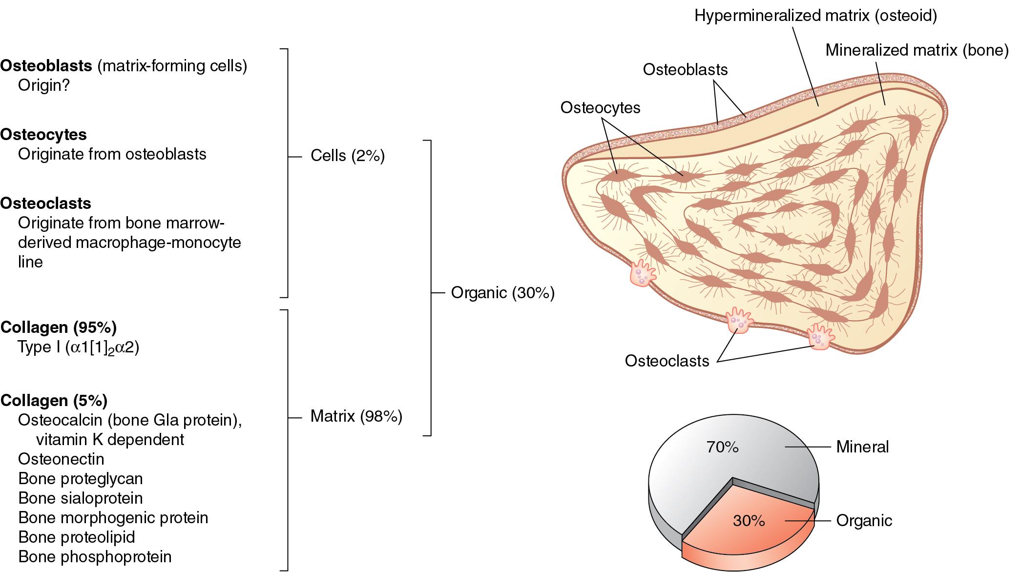 Fig. 33.1, Bone is dominated by its extracellular matrix, with cells making up just a tiny percentage of the total weight.