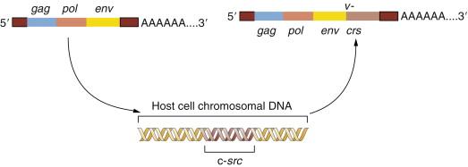 Figure 1-2, The origin of the Rous sarcoma virus src oncogene