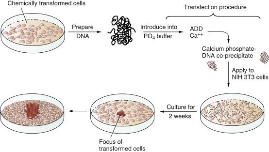 Figure 1-3, Transfection of a cellular oncogene