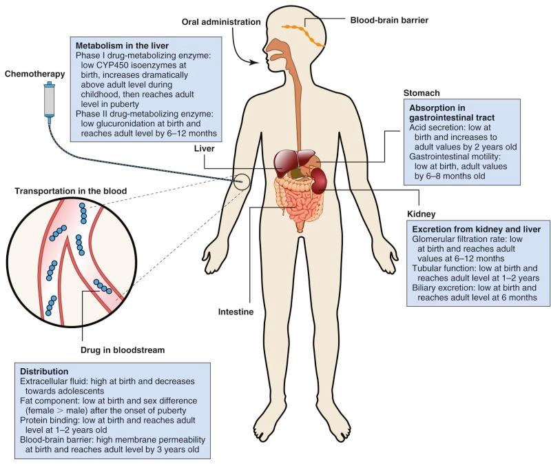 Figure 46-2, Pharmacokinetic changes during childhood development.