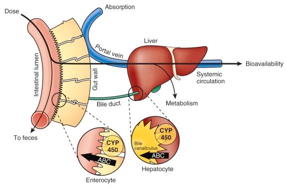 Figure 46-3, Absorption of orally administered medications and their bioavailability and metabolism.