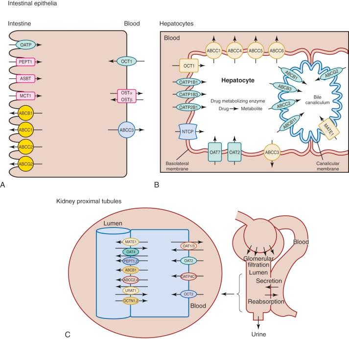 Figure 46-4, Common mechanisms involved in anticancer drug uptake and elimination through the gastrointestinal tract ( A ), liver ( B ), and kidney ( C ). ABC, Adenosine triphosphate–binding cassette transporter; ASBT, ileal apical sodium/bile acid cotransporter; MATE, multidrug and toxic extrusion transporter; MCT, monocarboxylic acid transporter; NTCP, (Na + )-taurocholate cotransporting polypeptide; OAT, organic anion transporter; OATP, organic anion-transporting polypeptide; OCT, organic cation transporter; OCTN, novel organic cation transporter; OST, organic solute transporter; PEPT, peptide transporter; URAT, urate transporter.