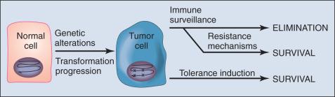 Figure 6.1, The balance among immune surveillance, resistance, and tolerance. Transformation of normal cells to cancer cells involves the creation of neoantigens as a result of mutation as well as upregulation of self-antigens. Successful immune surveillance of tumors based on recognition of these tumor-specific antigens would lead to tumor elimination at early stages. Clinically relevant tumor survival and progression require that tumors develop resistance mechanisms that inhibit tumor-specific immune responses to kill tumor cells. Alternatively, if the tumor develops mechanisms to induce immune tolerance to its antigens, antitumor effector responses do not develop. Finally, tumors could respond to immune pressure from T cells by eliminating mutations that are efficiently presented by the tumor's major histocompatibility complex, a process termed immune editing . Evidence is accumulating that tumors actively develop immune resistance mechanisms as well as immune tolerance mechanisms in order to survive despite displaying antigens capable of recognition by the immune system. Evidence for immune editing has been demonstrated in experimental carcinogen-induced tumors in mice but not yet in human cancers.