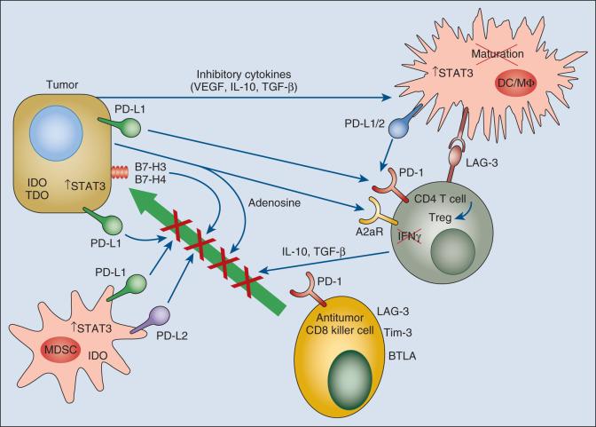 Figure 6.2, The immune microenvironment of the tumor is generally inhibitory to antitumor immune responses. Activation of oncogenic pathways such as STAT3 in the tumor leads to a cascade of molecular and cellular processes in the tumor microenvironment that block the killing function of innate immune effectors such as natural killer (NK) cells and granulocytes and block dendritic cell (DC) maturation and activation/effector function of Th1 T cells and CD8 cytotoxic T cells. This inhibitory microenvironment is organized by both cytokines, such as interleukin (IL) -10, IL-6, and transforming growth factor–β (TGF-β), and multiple cell membrane coinhibitory molecules such as PD-L1, PD-L2, B7-H3, and B7-H4 that interact with their cognate checkpoint receptors expressed at high levels on T cells in the microenvironment. Myeloid-derived suppressor cells (MDSC) produce nitric oxide (NO) that inhibits T cells, and both tumor cells and myeloid cells produce tryptophan dioxygenase (TDO) and indoleamine 2,3-dioxygenase (IDO), which deplete tryptophan. Regulatory T cells (Treg) also accumulate in the tumor microenvironment, further blunting antitumor T-cell responses via production of inhibitory cytokines. Tumors also produce adenosine as a byproduct of cell death, which inhibits immune responses and enhances local Treg generation and suppressive function via interaction with the adenosine A2a receptor. BTLA, B- and T-lymphocyte attenuator; IFN-γ, interferon-γ; VEGF, vascular endothelial growth factor.