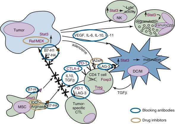 Figure 52-2, The immune microenvironment of a tumor expresses multiple molecules that inhibit immune responses
