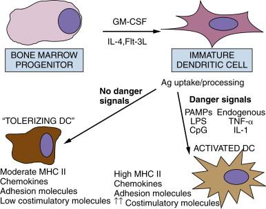 Figure 52-3, Dendritic cells can mediate immune tolerance or immune activation