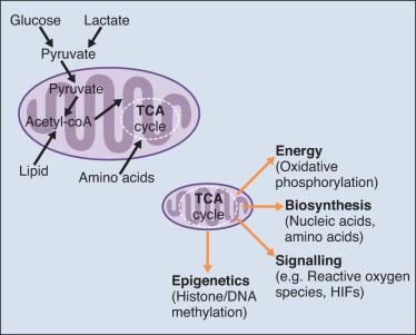 Figure 9.3, Mitochondrial metabolism. Mitochondria serve at the center of macronutrient metabolism. Glucose, lipids, and amino acids enter the mitochondria and are oxidized through the tricarboxylic acid (TCA) cycle. The TCA cycle provides several functions, noted on the right. HIF, Hypoxia-inducible factor.