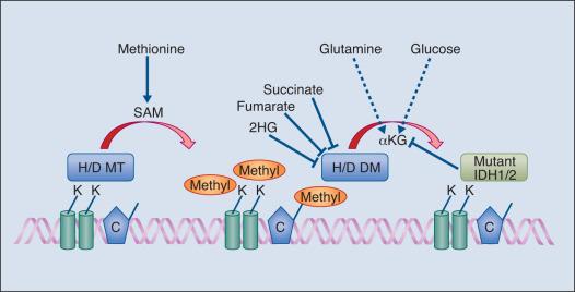 Figure 9.4, Metabolism and epigenetics. (A) Methionine- and S -adenosyl methionine (SAM)–derived methyl moieties are attached to lysine (K) residues of DNA binding histone proteins and/or cytosine (C) DNA bases by histone or DNA methyltransferases (H/D MT). Cytosine methylation generally attenuates transcription, whereas histone methylation may activate or suppress transcription. Removal of methyl groups is carried out by histone or DNA demethylase (H/D DM), and some require glutamine and/or glucose-derived α-ketoglutarate (αKG) as a cofactor. H/D DM can be inhibited by loss of αKG, by accumulation of succinate and fumarate, or by mutant IDH–produced 2-hydroxyglutarate (2HG). (B) Acetyl-CoA generated from glucose and/or fatty acids such as palmitate is attached to histone lysine residues by histone acetyltransferase (HAT) enzymes to enhance transcription. HATs require oxidized nicotinamide adenine dinucleotide (NAD + ) as a cofactor.