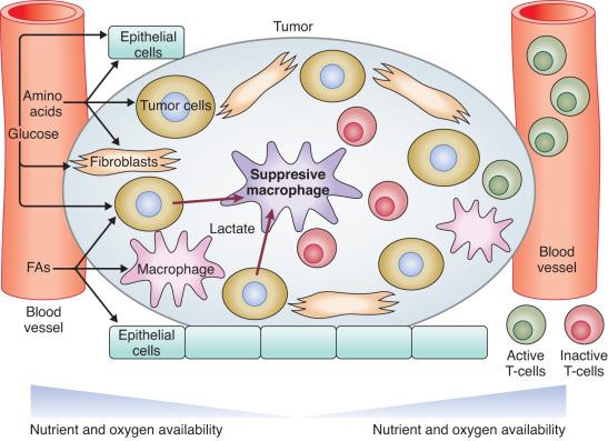 Figure 9.5, Nutrient heterogeneity and tumor microenvironment. Tumors contain numerous cell types including tumor cells, fibroblasts, epithelial cells, macrophages, and T cells, which all compete for local nutrients. Tumor cell metabolism such as enhanced lactate secretion and glucose consumption can suppress tumor-infiltrating immune cells. Cells furthest from the vasculature encounter nutrient- and oxygen-poor environments, which also alters their characteristics and metabolism. FAs, Fatty acids.