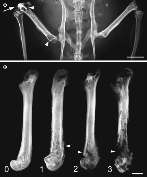 Figure 72-2, Progressive destruction of mineralized bone in mice with bone cancer.