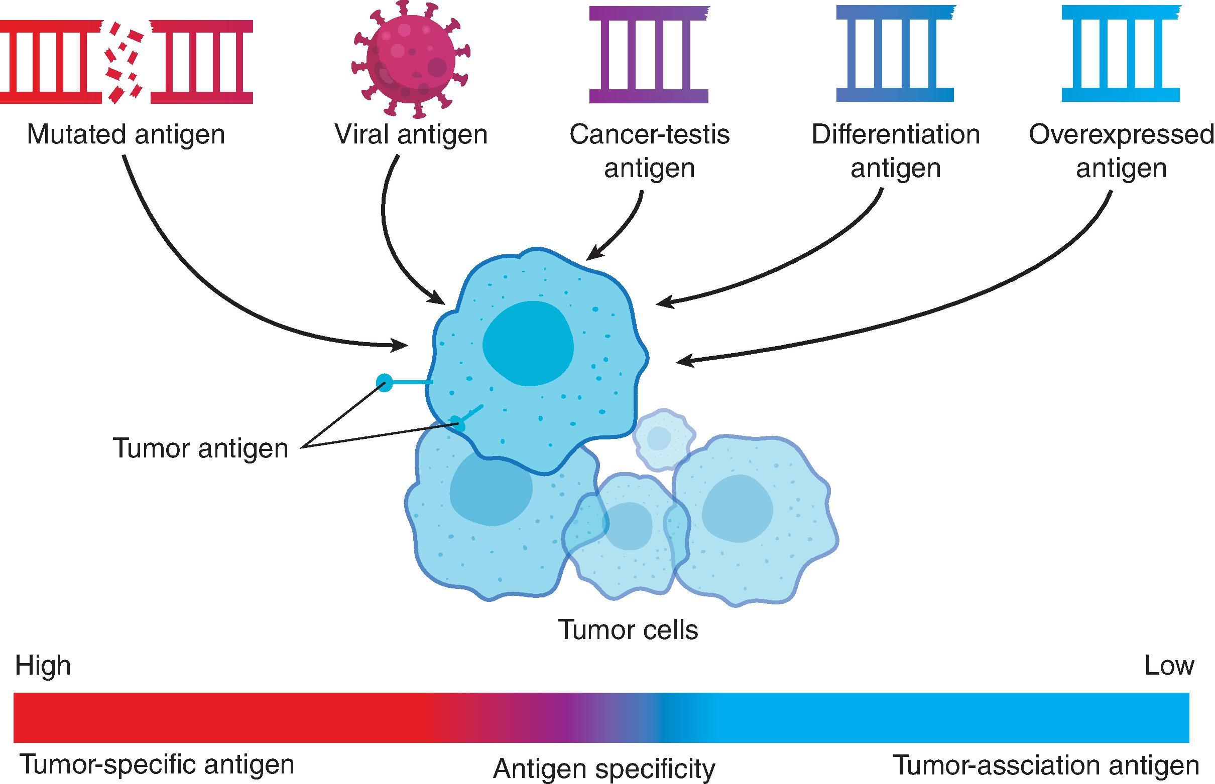 Fig. 14.3, Tumor antigens can be classified based on the antigen specificity. Tumor-specific antigens (TSAs) have high-antigen specificity to cancer cells while tumor-associated antigens (TAAs) have low antigen-specify as they are expressed not only in the cancer cells but may be expressed on non-cancerous tissues as well.