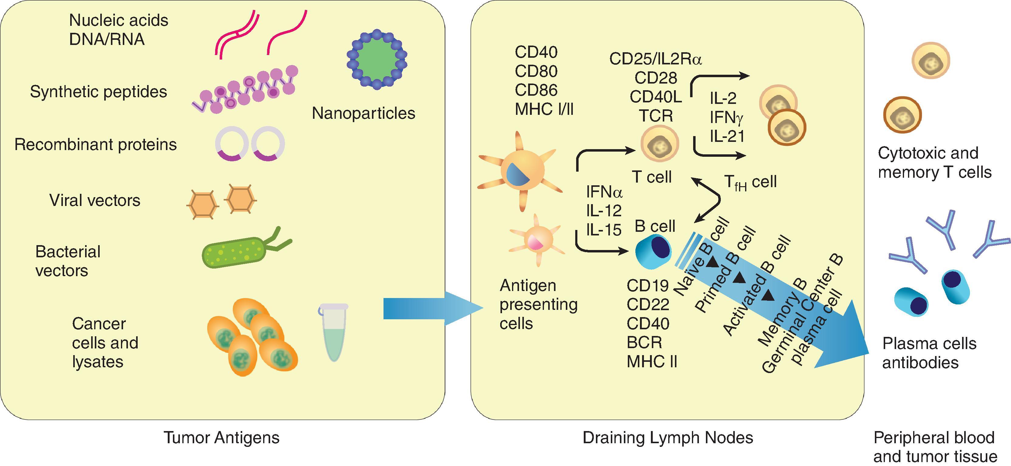 Fig. 14.4, Vaccine platforms and immune responses following vaccination in cancer. As the technology evolves, new platforms are added as shown in the addition of nanoparticles and mRNAs. With improved cell engineering technology and the addition of immunomodulatory agents, the role of cancer vaccines is getting more attention to work in a complementary and synergistic way with pre-existing and new investigational agents. These vaccine platforms can be designed to skew immune responses to different types of CD4 helper cells and to CD8 effector cells or antibody-producing B cells.