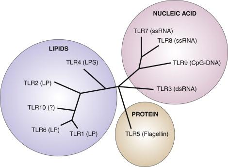 Figure 51-1, Toll-like receptor (TLR) family subdivision