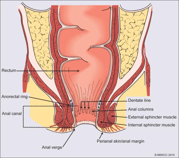 Figure 76.1, Anatomy of the anal canal.