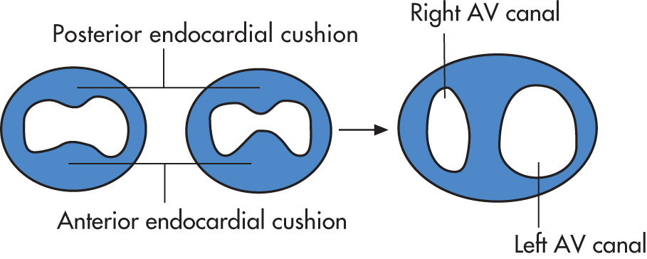 FIG. 2.27