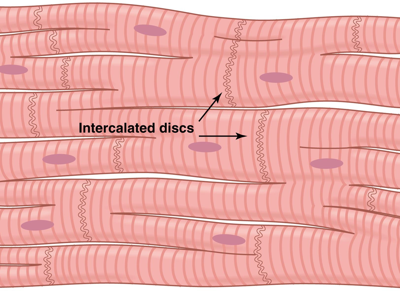 Figure 9-2., Syncytial interconnecting nature of cardiac muscle fibers.