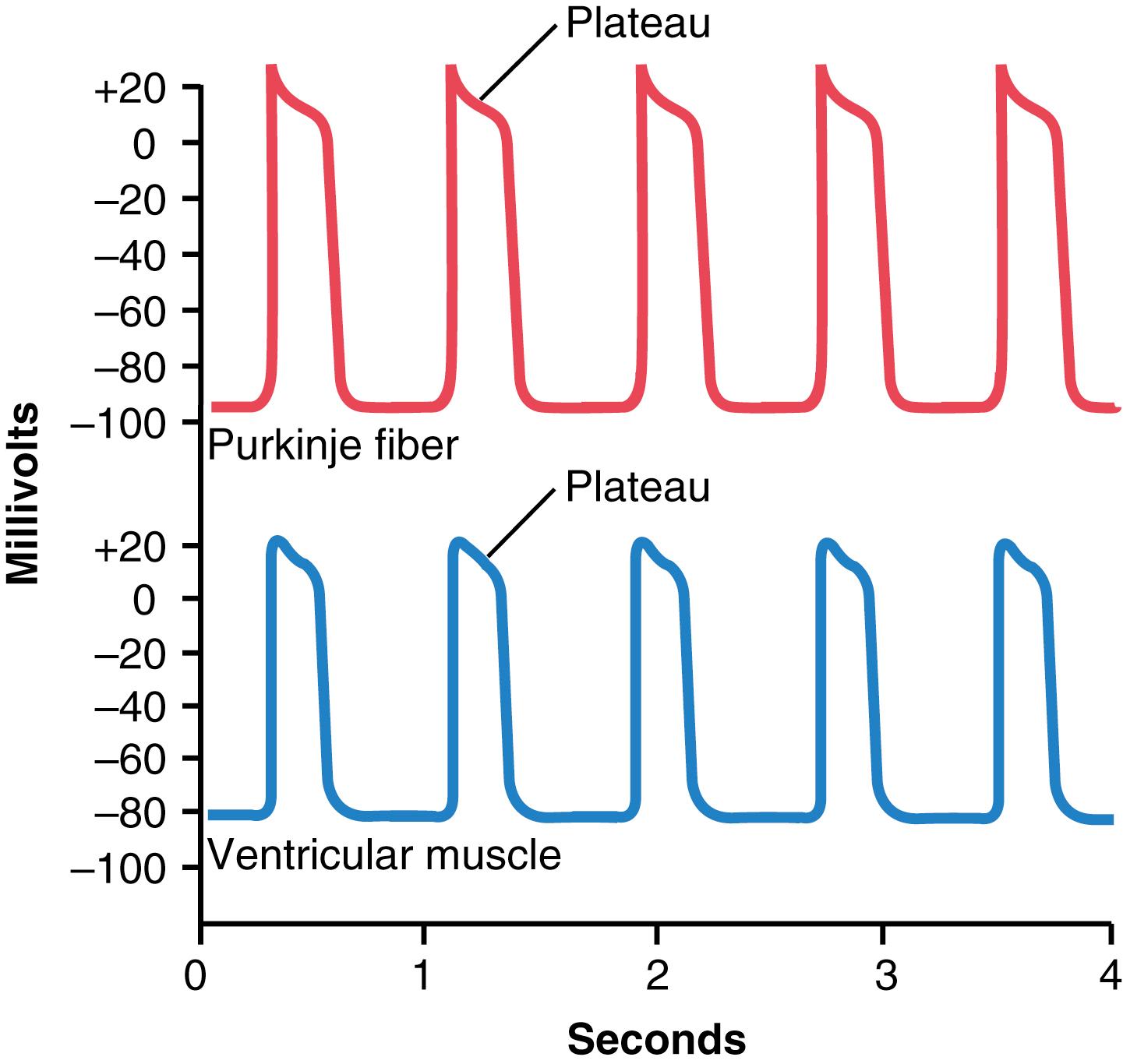 Figure 9-4., Rhythmical action potentials (in millivolts) from a Purkinje fiber and from a ventricular muscle fiber, recorded by microelectrodes.