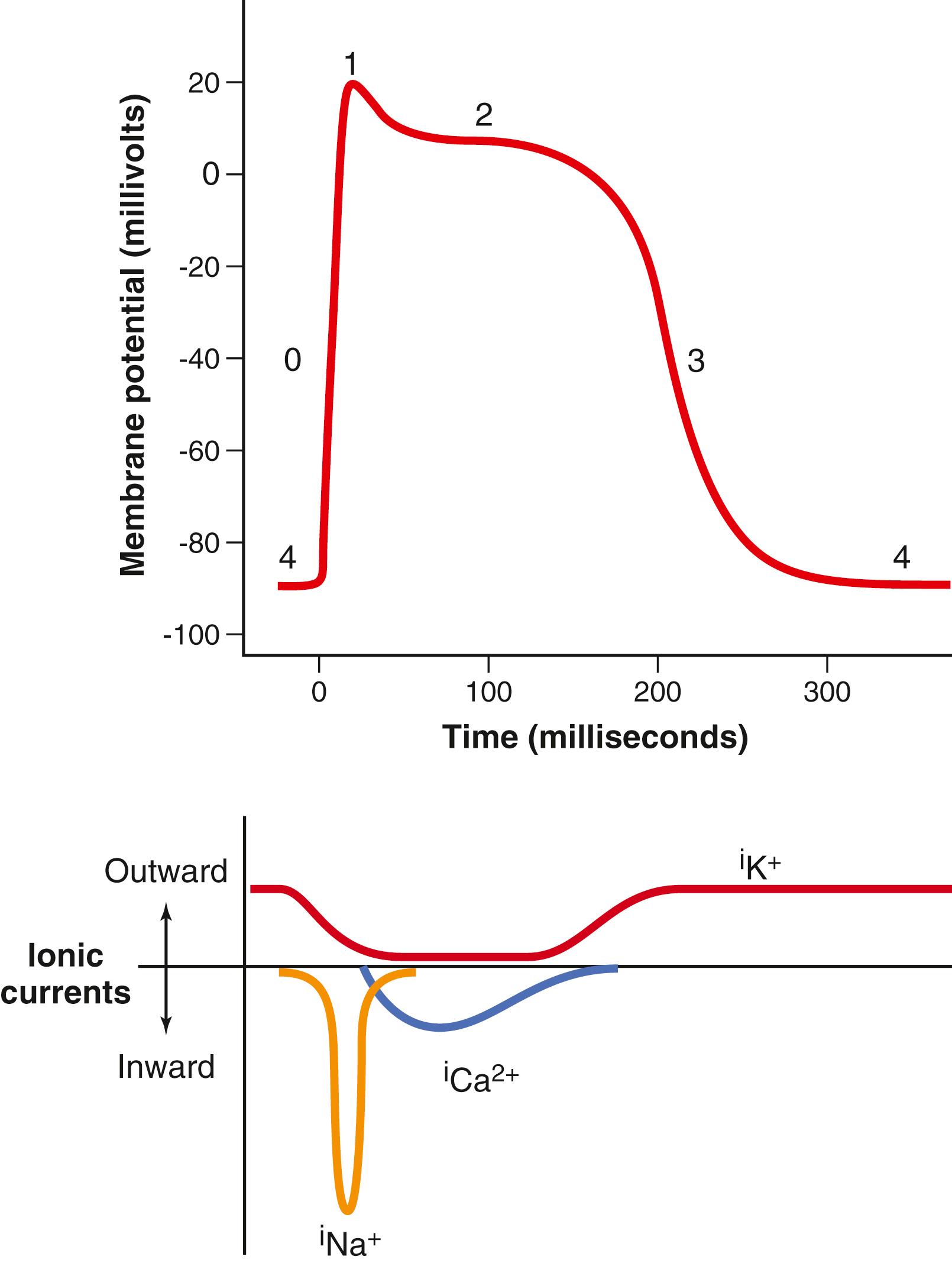 Figure 9-5., Phases of action potential of cardiac ventricular muscle cell and associated ionic currents for sodium ( i Na + ), calcium ( i Ca 2+ ), and potassium ( i K + ).