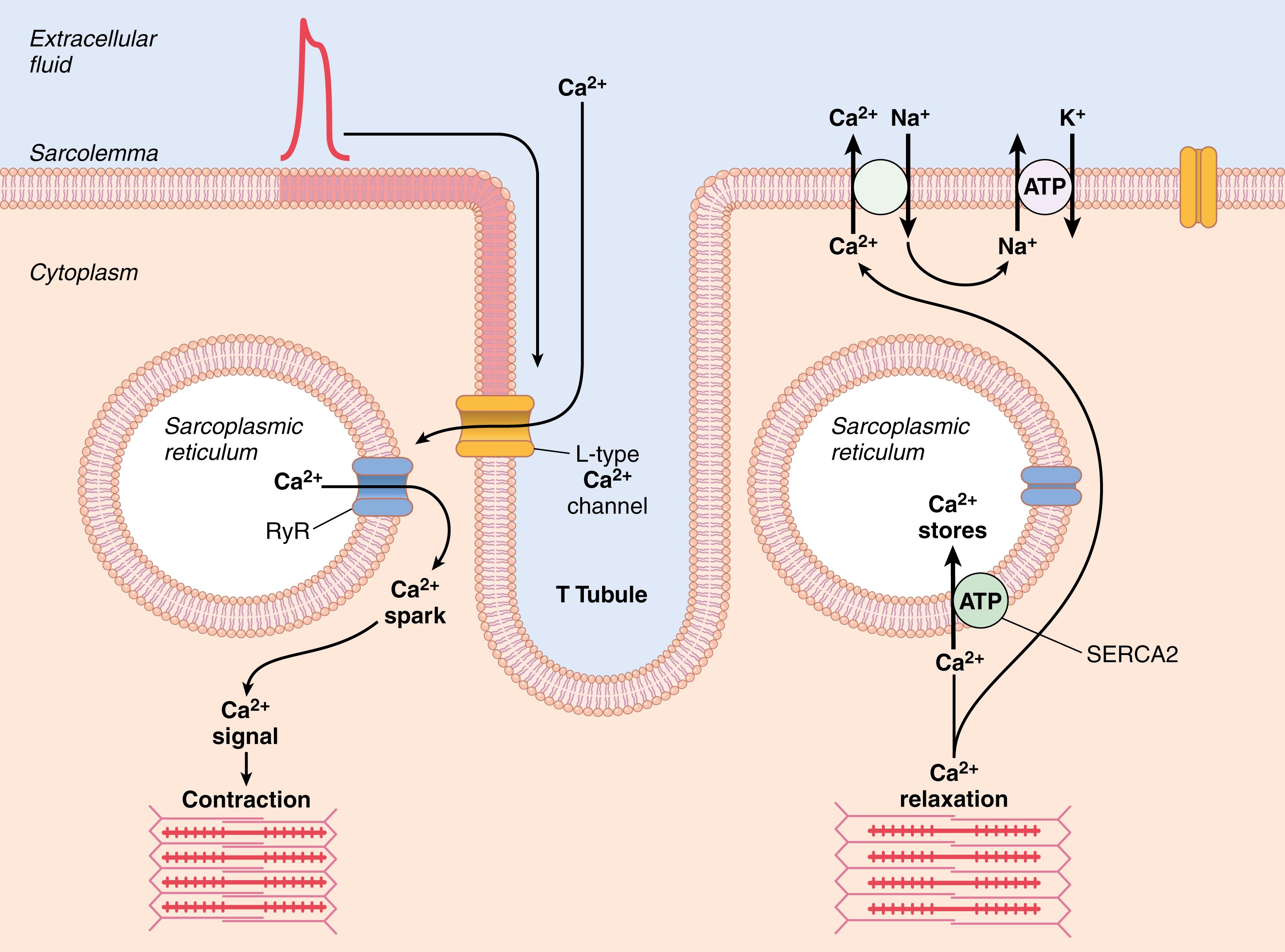 Figure 9-7., Mechanisms of excitation-contraction coupling and relaxation in cardiac muscle. ATP, Adenosine triphosphate. RyR, ryanodine receptor Ca 2+ release channel; SERCA, sarcoplasmic reticulum Ca 2+ -ATPase