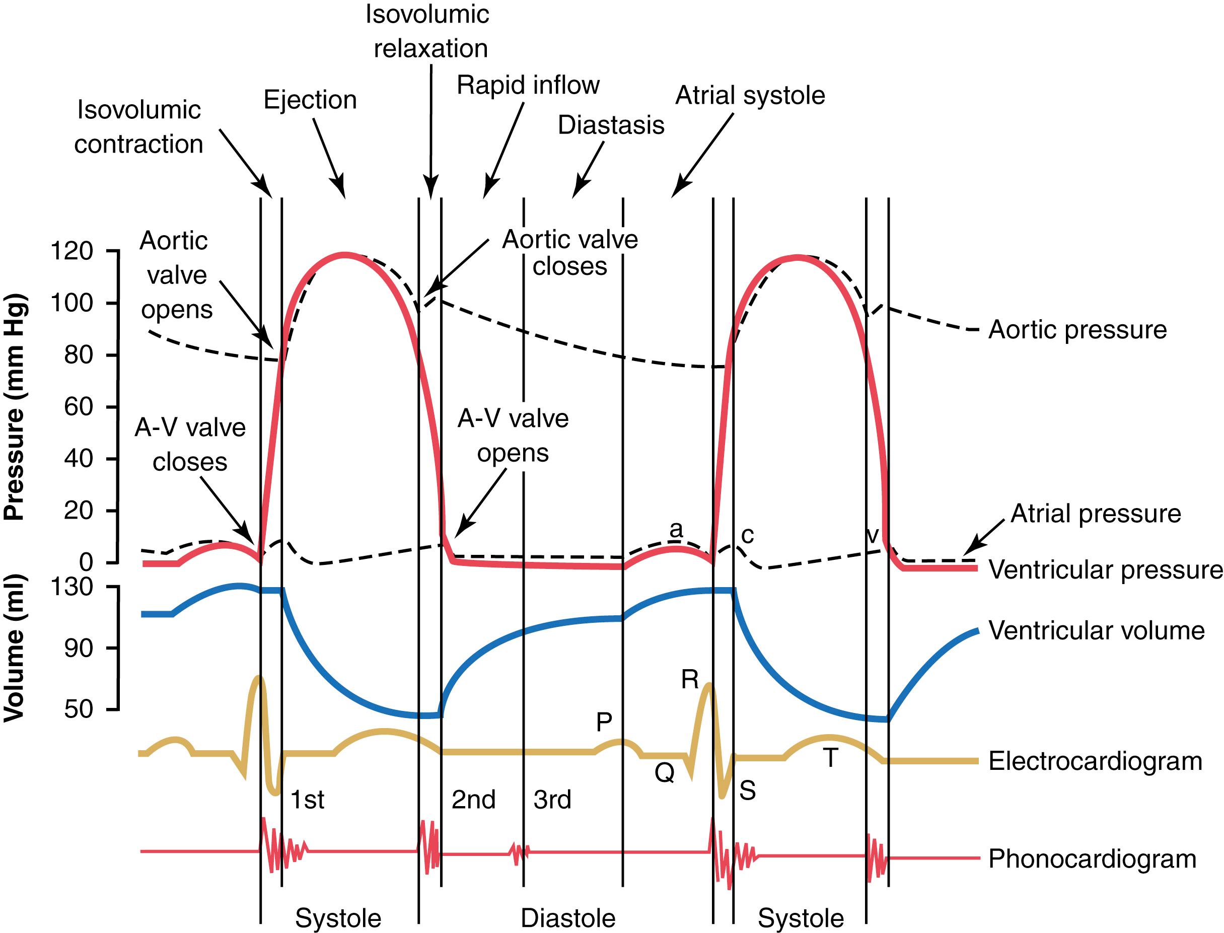 Figure 9-8., Events of the cardiac cycle for left ventricular function, showing changes in left atrial pressure, left ventricular pressure, aortic pressure, ventricular volume, the electrocardiogram, and the phonocardiogram. A-V, Atrioventricular.