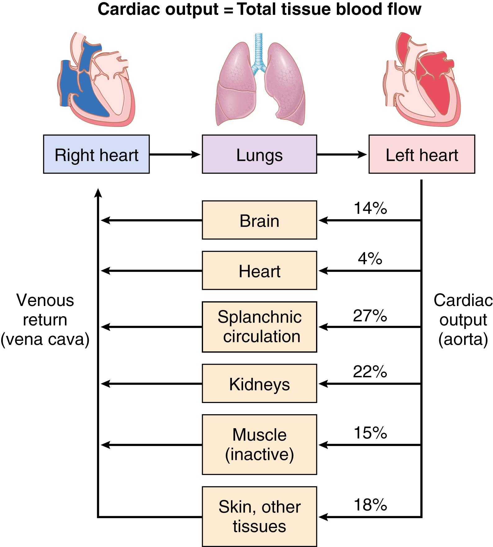 Figure 20-2., Cardiac output is equal to venous return and is the sum of tissue and organ blood flows. Except when the heart is severely weakened and unable to pump the venous return adequately, cardiac output (total tissue blood flow) is determined mainly by the metabolic needs of the tissues and organs of the body.