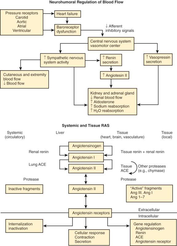 Figure 20-1, The facets of heart failure; physiologic responses. Key: ACE, Angiotensin-converting enzyme; RAS, rennin-angiotensin system; TNF, tumor necrosis factor.