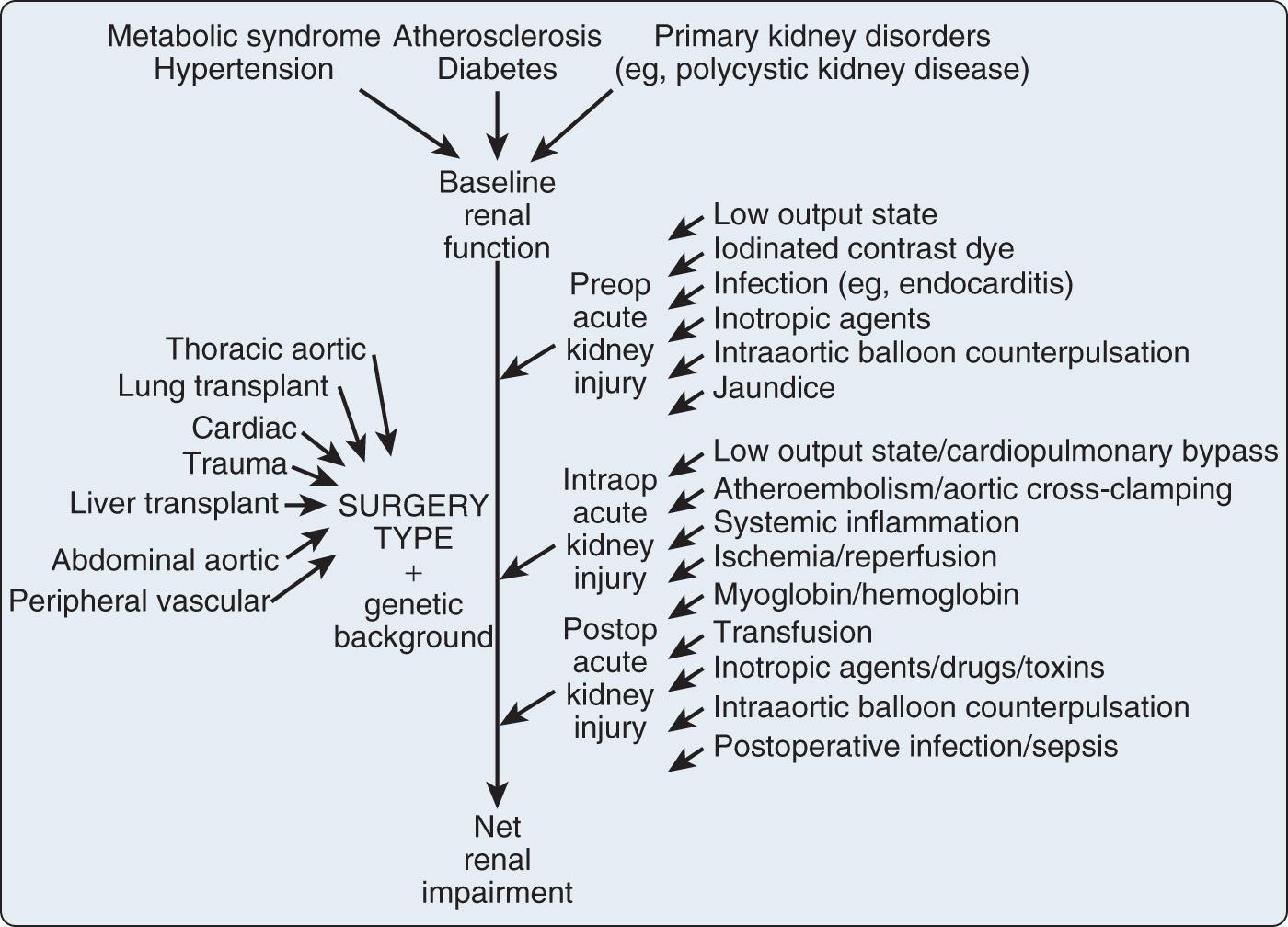 Fig. 25.5, Numerous sources of kidney insult play a variably important role for each patient during the perioperative period.