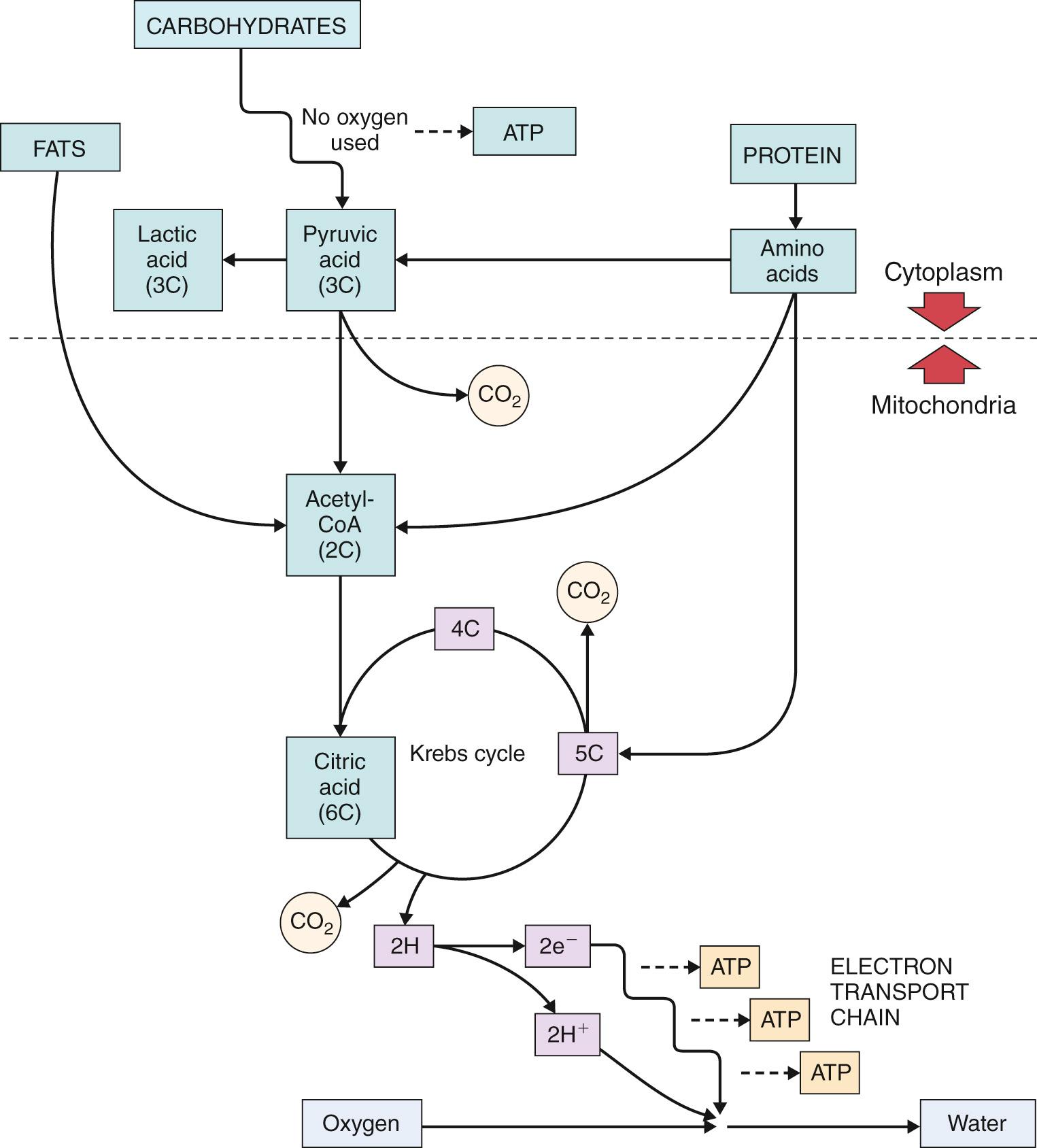 Fig. 23.2, Cellular respiration, which results in the release of the energy of the terminal phosphate bond of adenosine triphosphate to fuel the contractile and related demands of the working skeletal muscle. ATP, Adenosine triphosphate.