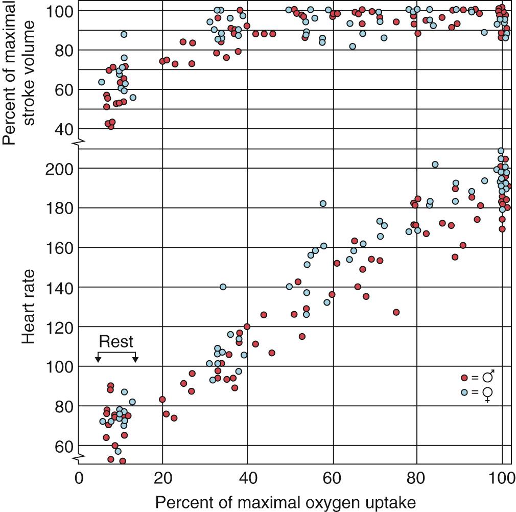 Fig. 23.4, Relationship of heart rate and stroke volume to increasing consumption of oxygen during cycle ergometry in 23 male and female subjects. Note that stroke volume reaches its maximal value at approximately 30% to 40% of the maximal uptake of oxygen. Heart rate continues to rise in a linear fashion throughout exercise.