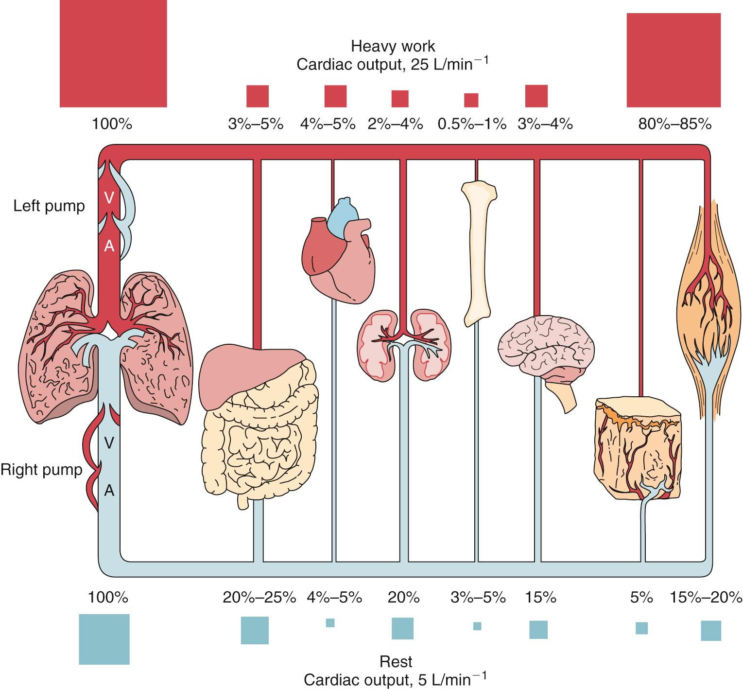 Fig. 23.5, Parallel circuits of flow through the various systems of organs, both at rest and during peak exercise. Note that the cardiac output increases by approximately fivefold from rest to strenuous exercise. In contrast, the relative distribution of flow to the various systems is significantly different from rest to peak exercise. In both states, the red squares are proportional to the percentage of cardiac output received by the particular system. Note that the flow of blood to the muscle increases from between approximately 15% to 20% of cardiac output at rest to 80% to 85% of the cardiac output at peak exercise.