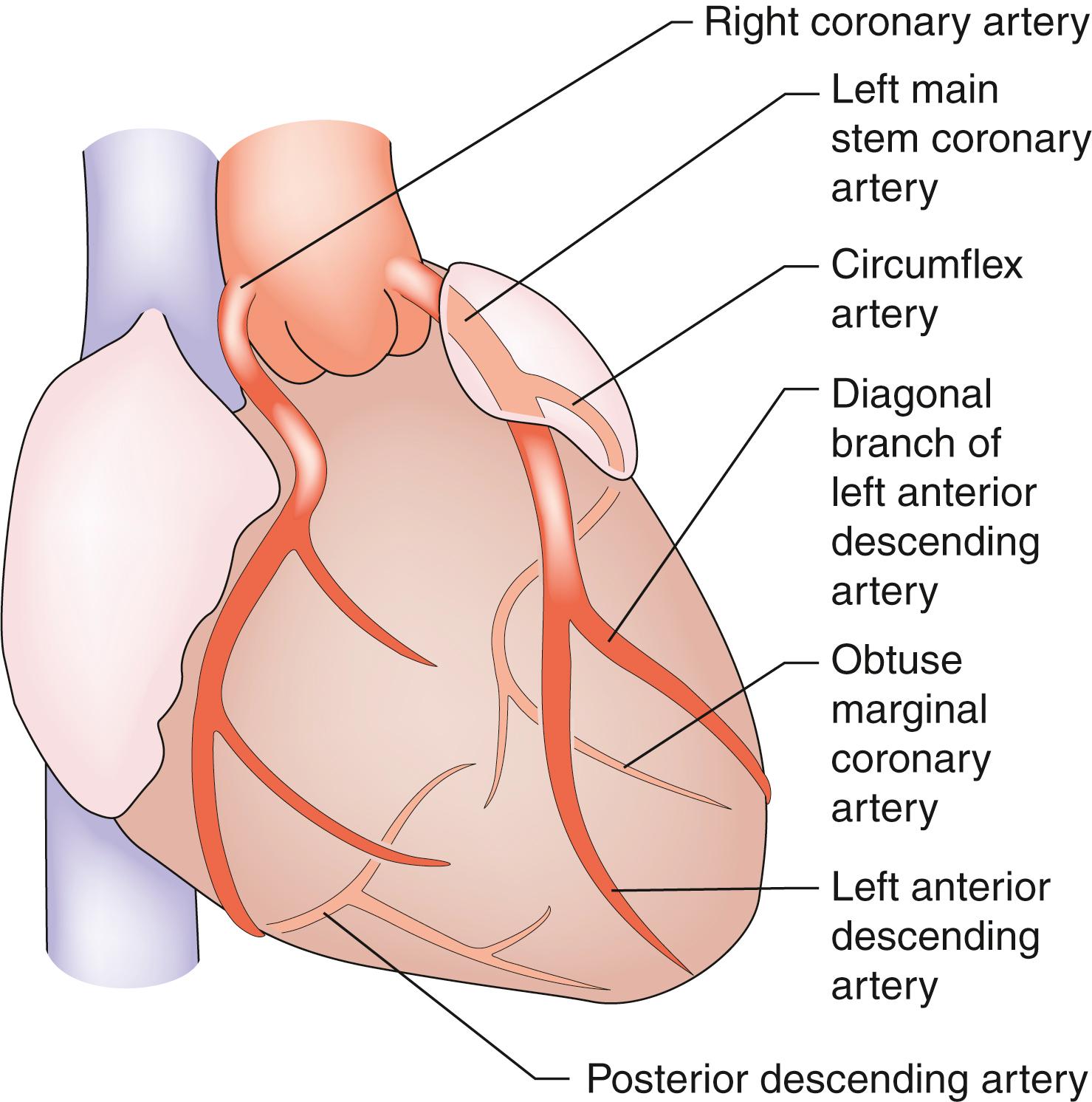 Fig. 23.5, Coronary circulation.