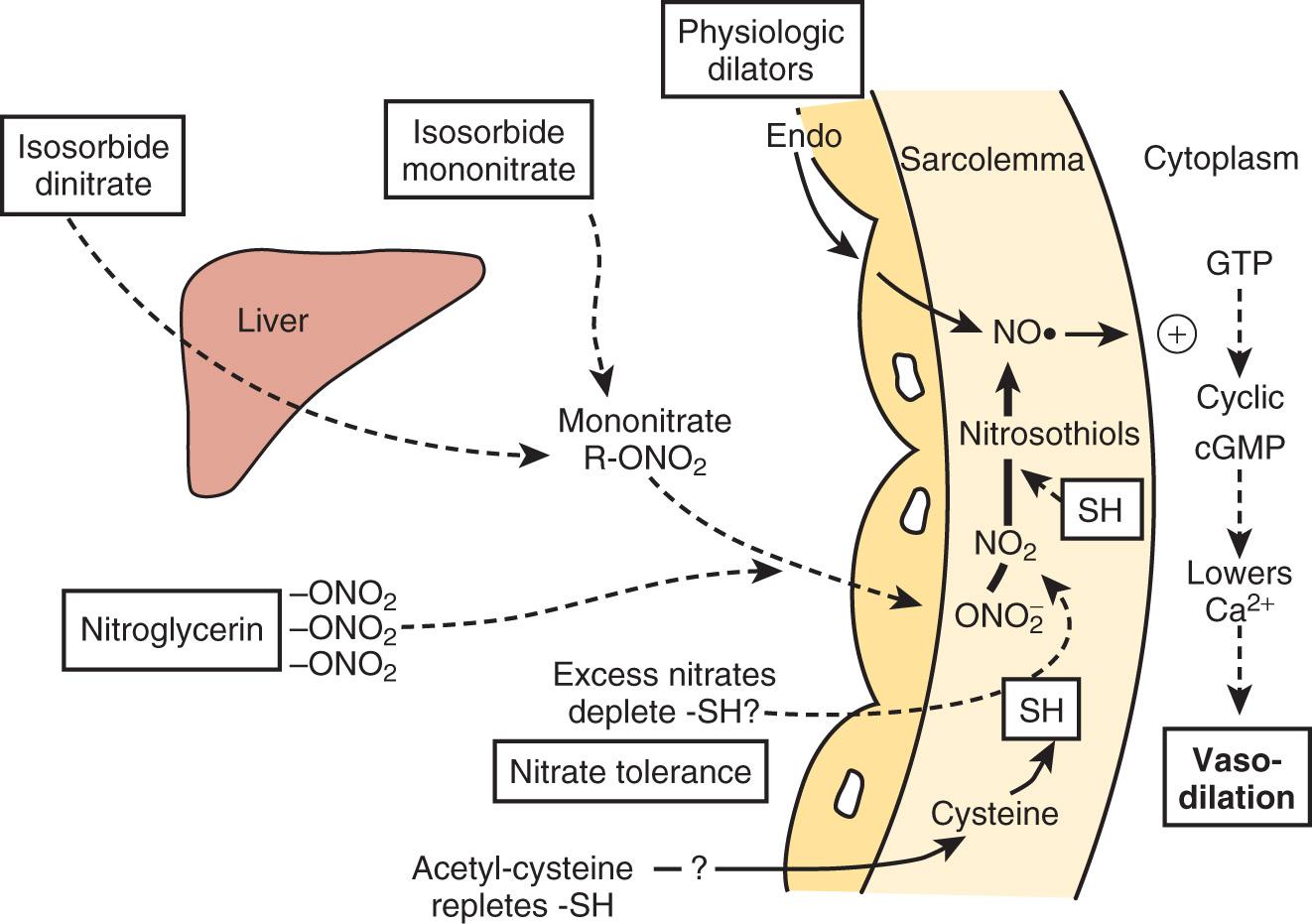 Fig. 8.1, Mechanisms of nitrates (ONO 2 ) in the generation of the free radical nitric oxide (NO•) and stimulation of guanylate cyclase cyclic guanosine monophosphate (cGMP) , which mediates vasodilation. Sulfhydryl (SH) groups are required for the formation of NO• and stimulation of guanylate cyclase. Isosorbide dinitrate is metabolized by the liver, whereas this route of metabolism is bypassed by the mononitrates. Endo , Endothelium; GTP , guanosine triphosphate.