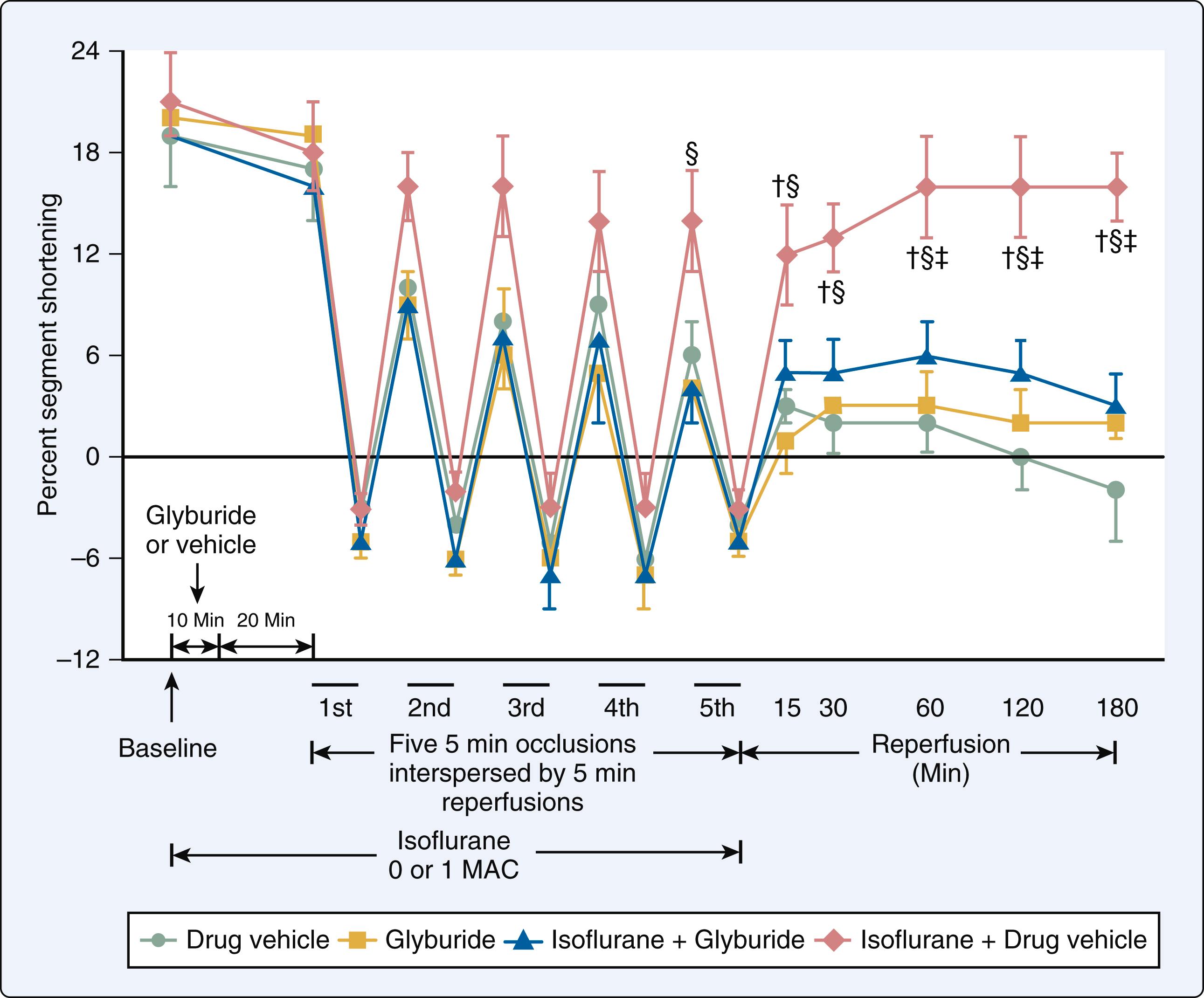 Figure 7.20, Percentage segment shortening (%SS) in the intermittently ischemic and reperfused left anterior descending coronary artery (LAD) region in dogs. %SS decreases significantly ( P < .05) from baseline during each 5-minute LAD occlusion and reperfusion in all groups. Significant decreases in %SS during each 5-minute reperfusion and throughout 180 minutes of final reperfusion are observed in dogs pretreated with glyburide, a nonselective K ATP channel antagonist, in the presence or absence of isoflurane. %SS recovers to baseline values after reperfusion in dogs receiving isoflurane alone.